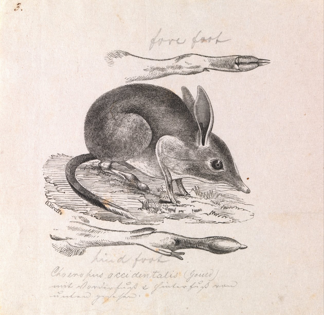 Bandicoot com pés de porco, Chaeropus ecaudatus de Gerard Krefft