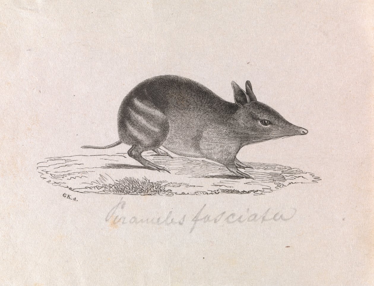 Bandicoot barrado ocidental, Bougainville Perameles de Gerard Krefft
