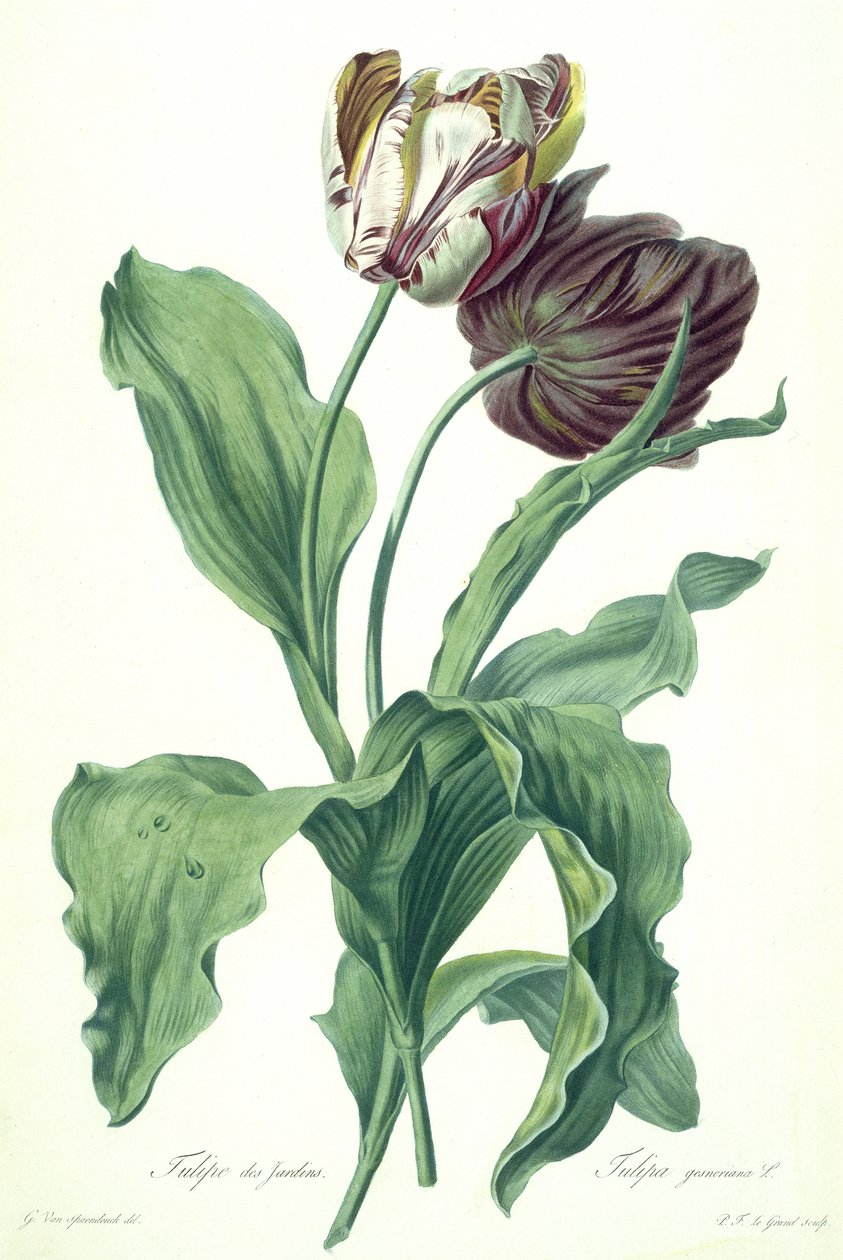 Garden Tulip, de &39;Opera Botanica&39;, gravado por Le Grand, publicado em 1760 de Gerard van Spaendonck
