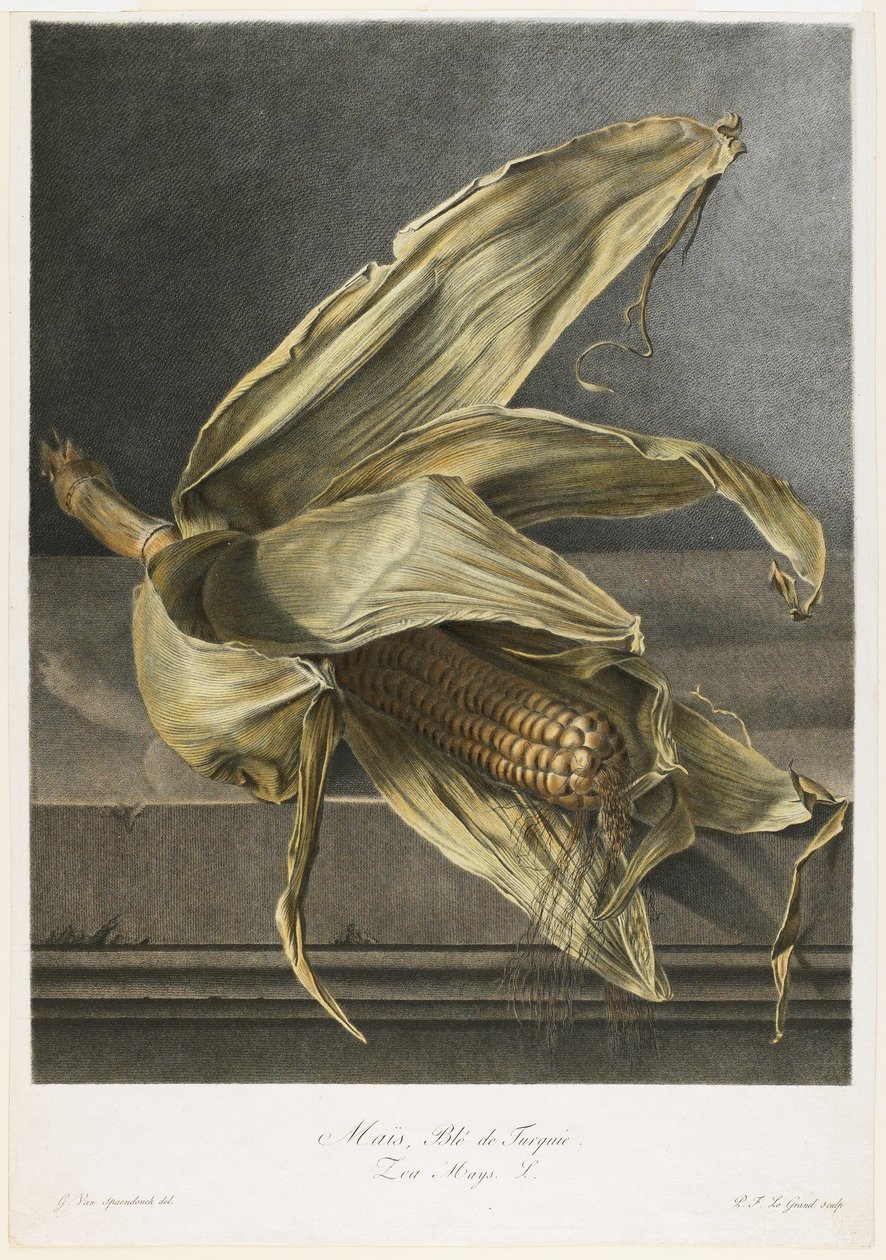 Mas, trigo da Turquia, de flores desenhadas pela natureza, c.1800 (gravura stipple colorido à mão) de Gerard van Spaendonck