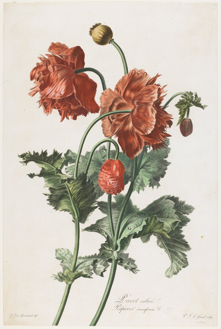 A papoila cultiva, das flores desenhadas pela natureza, c.1800 (gravura stipple mão-colorida) de Gerard van Spaendonck