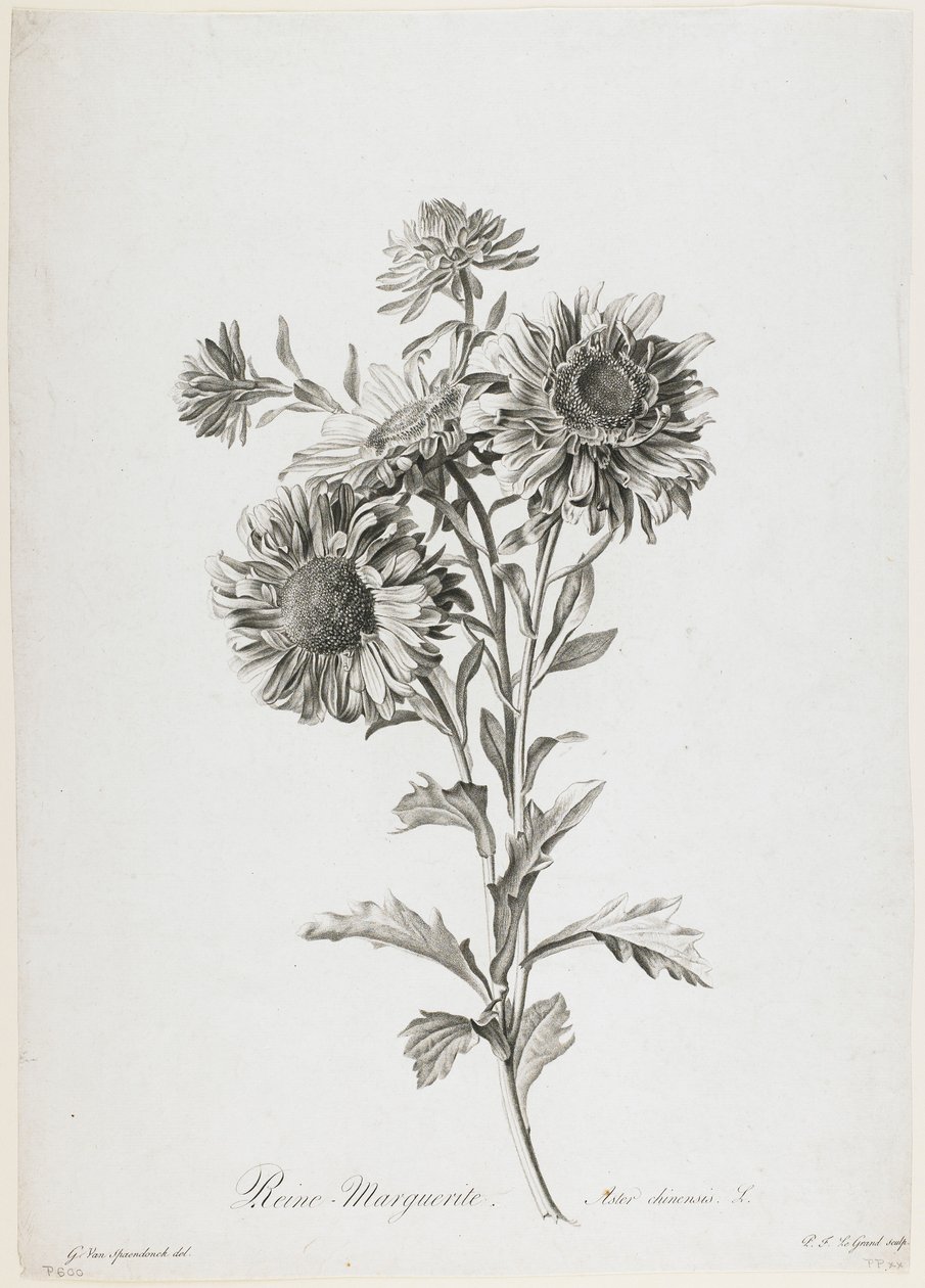 Rainha Margarida, de Flores Desenhadas da Natureza, c.1800 (stipple engraving) de Gerard van Spaendonck