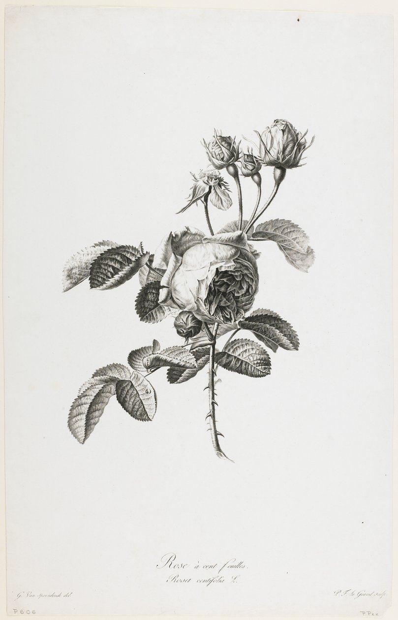 Rose com 100 folhas, de Flowers Drawn from Nature, c.1800 (stipple engraving) de Gerard van Spaendonck