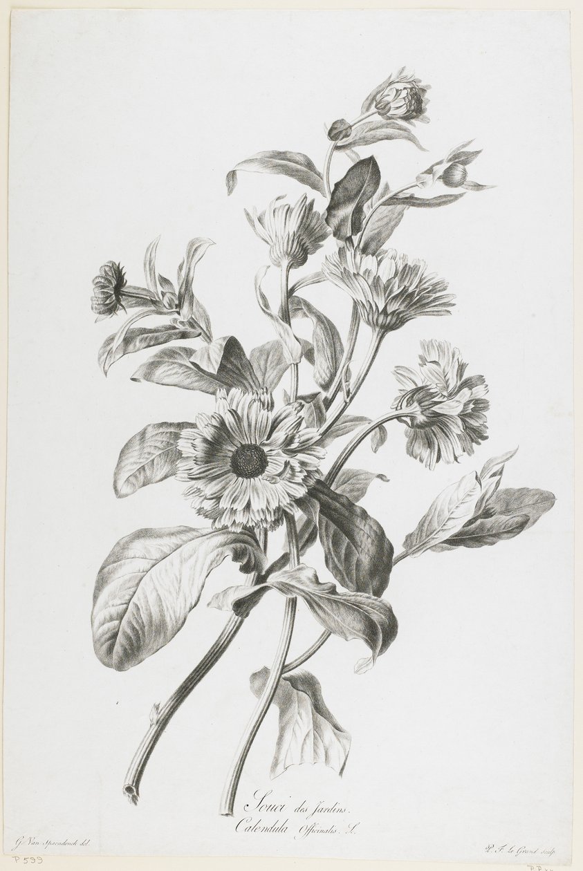 Cuidado de Jardim, da Nature Drawn Flowers, c.1800 (stipple engraving) de Gerard van Spaendonck