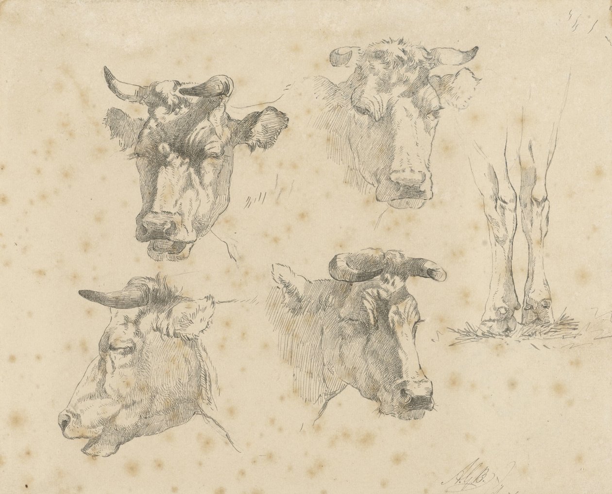 Folha de estudo com quatro cabeças de vaca e as pernas de uma vaca de Gerard Bilders