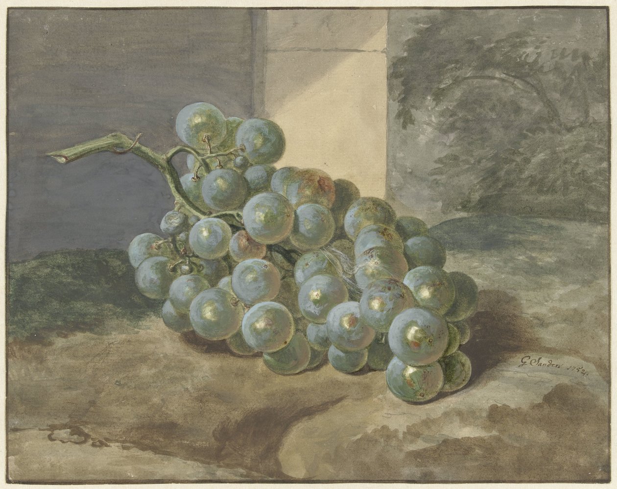 Viticultura de Gerard Sanders