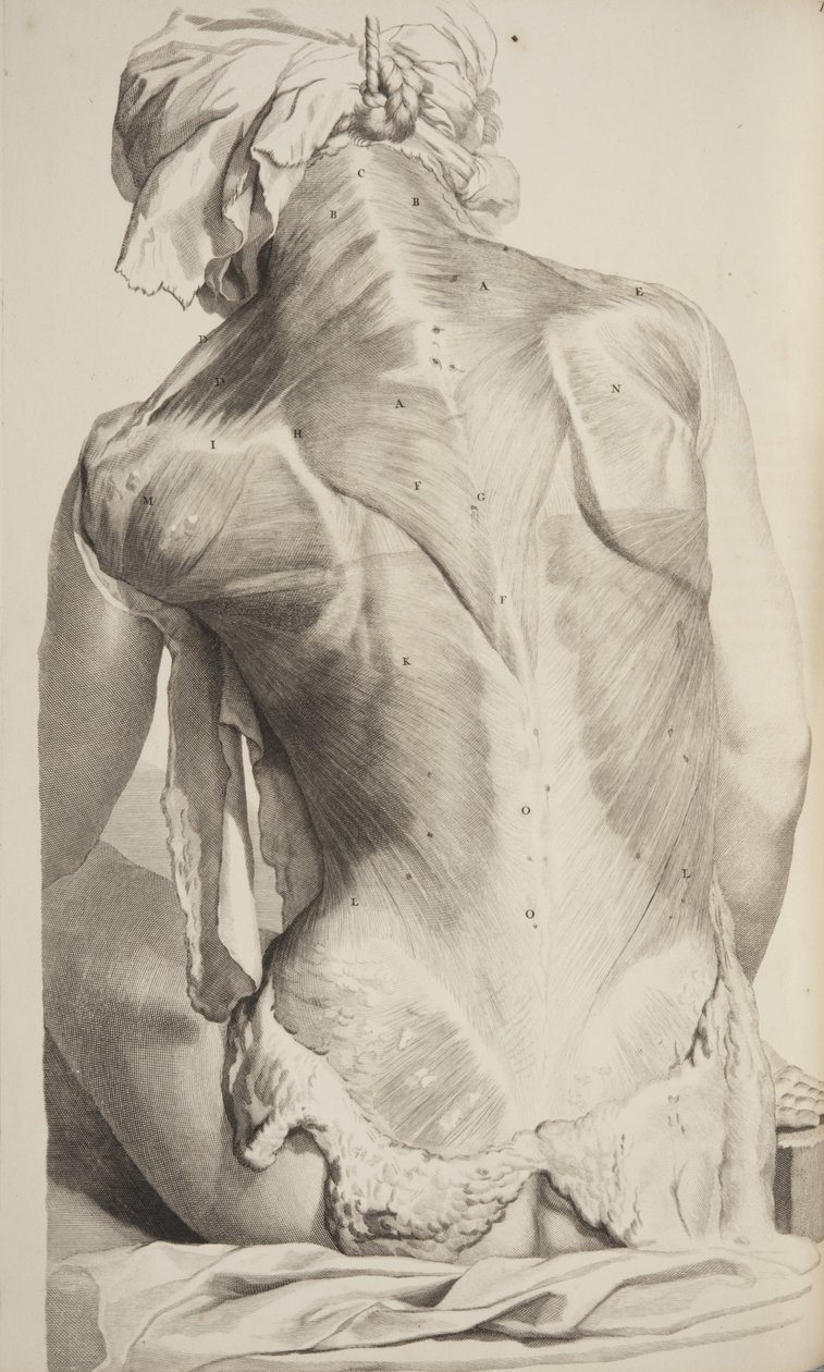Anatomia do corpo humano por Govard Bidloo, 1685 de Gerard de Lairesse