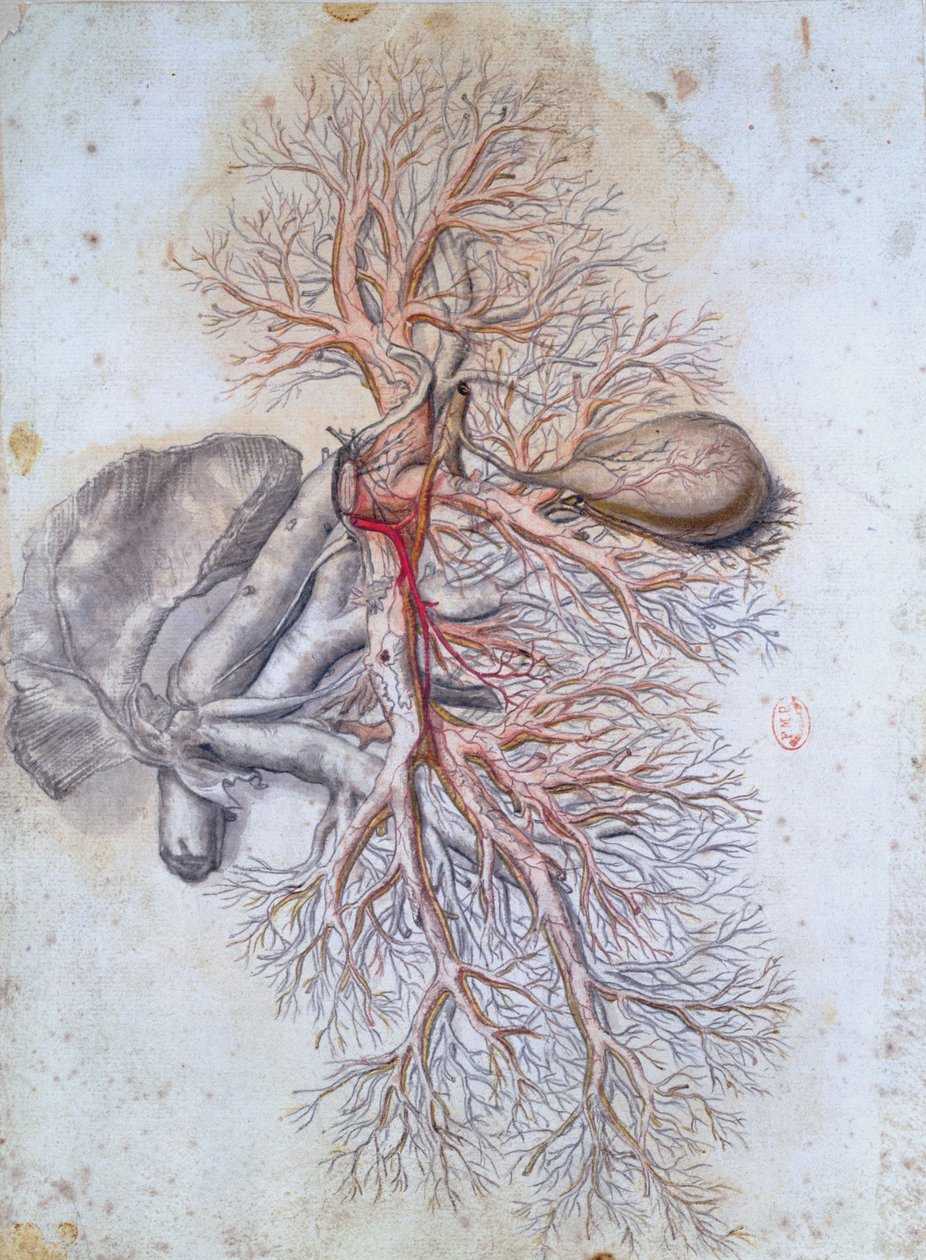 Vasos sanguíneos do fígado e da vesícula biliar, da Anatomia Humani Corporis por Govard Bidloo (1649-1713) c.1685 de Gerard de Lairesse