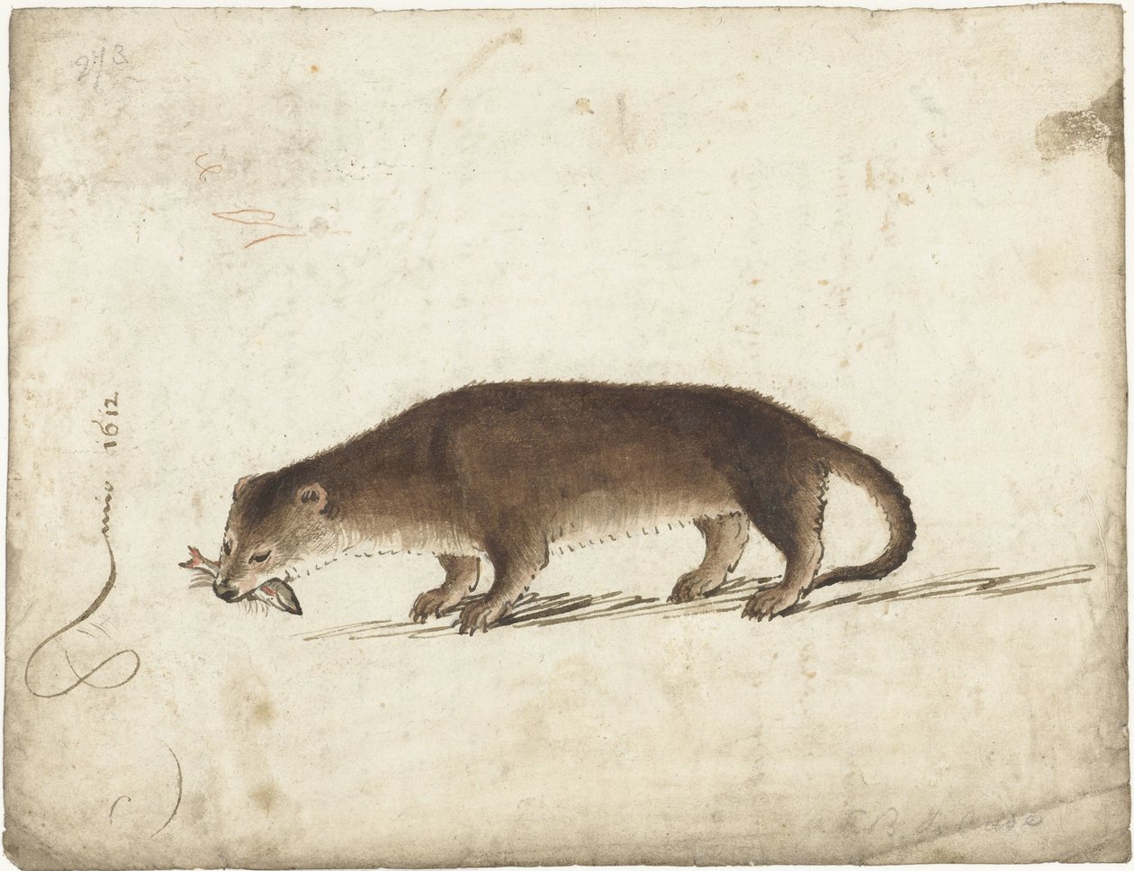 Lontra com um peixe na boca de Gerard ter Borch (I)