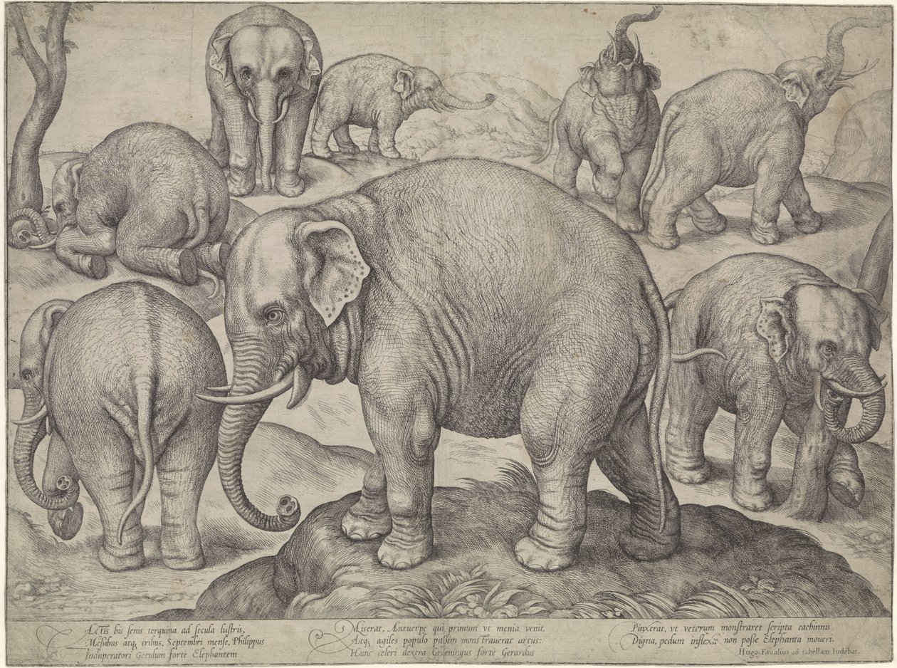 Oito elefantes de Gerard van Groeningen