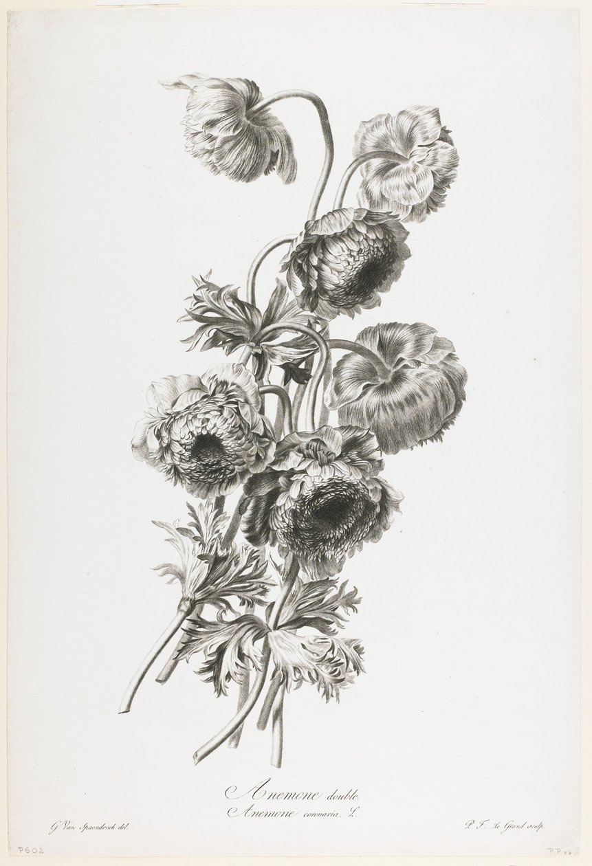 Anêmona dupla, de Flores Desenhadas da Natureza, c.1800 (stipple engraving) de Gerard van Spaendonck