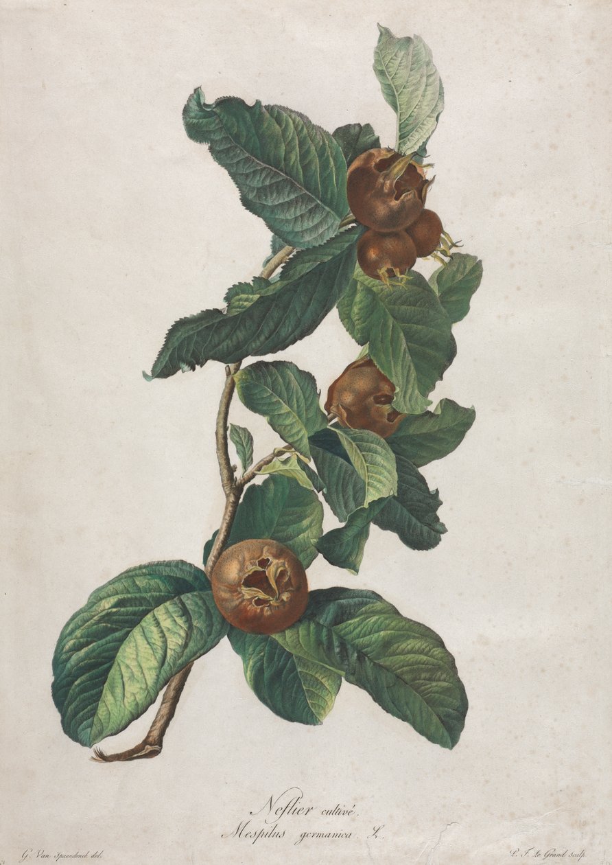 Nespereira cultivada (Mespilus germanica) de Gerard van Spaendonck