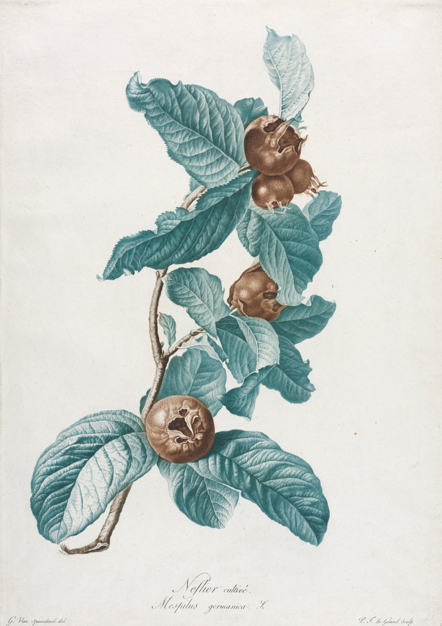 Nêspera cultivada Mespilus germanica, c. 1800. de Gerard van Spaendonck