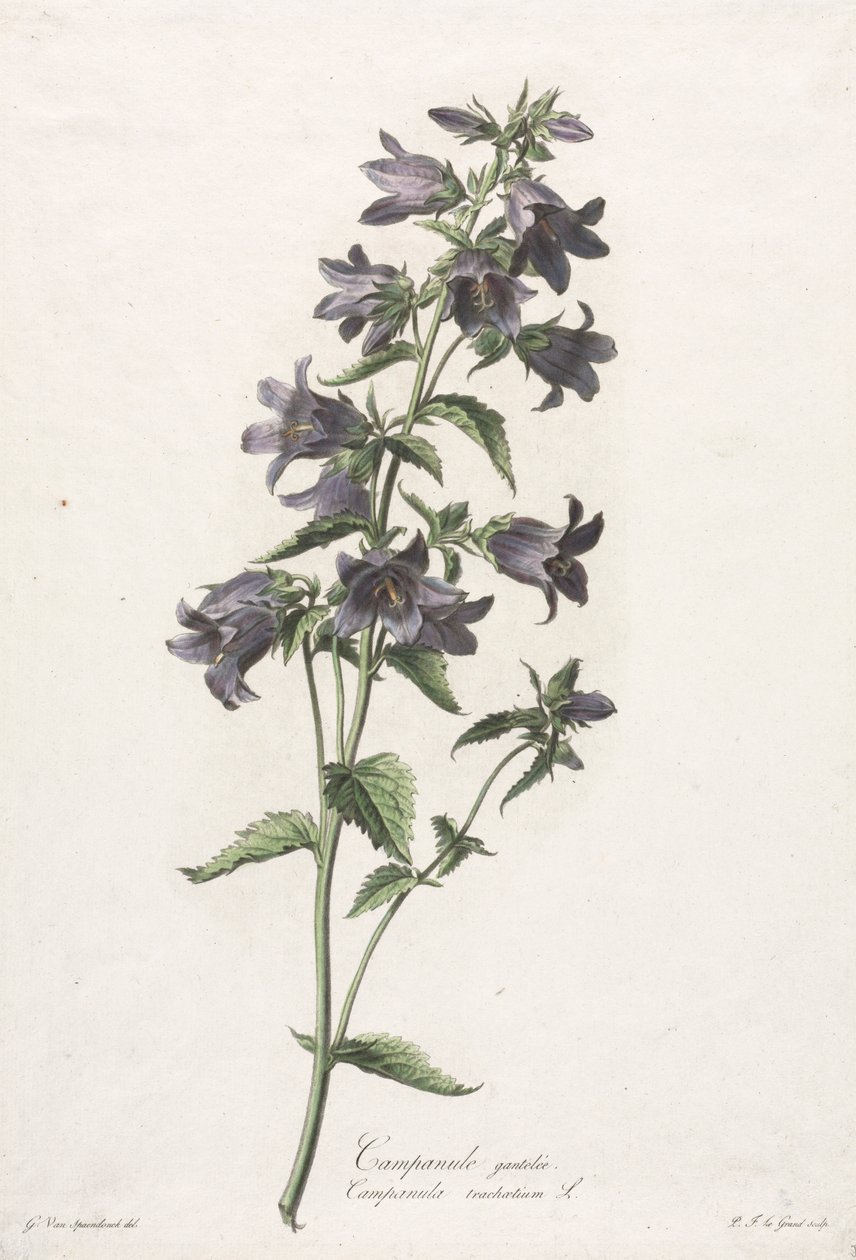 Flores tiradas da natureza: campanula com luvas, c. 1800. de Gerard van Spaendonck