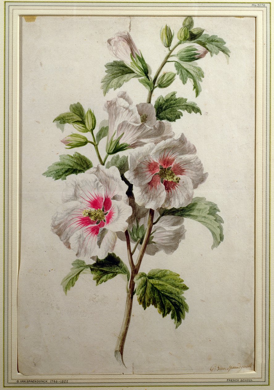 Malva-rosa (aquarela sobre papel) de Gerard van Spaendonck