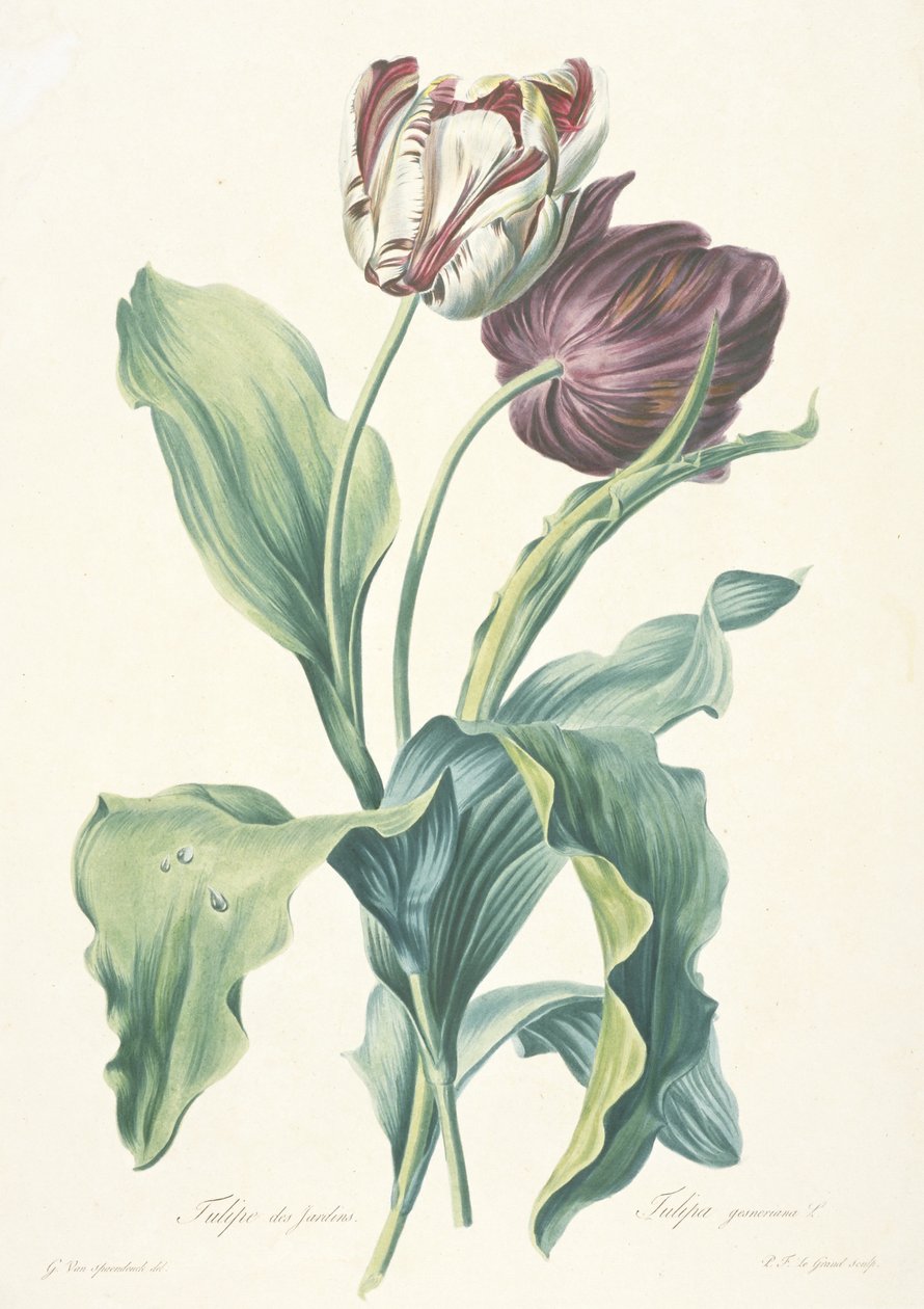 Tulipa de jardim, de Fleurs Dessinées d