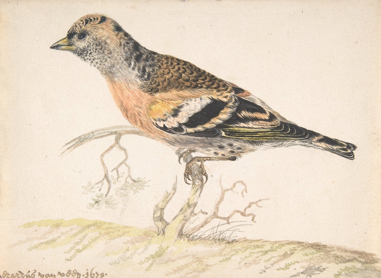 Bramling Fringilla Montifringilla, 1679 de Gerardus van Veen