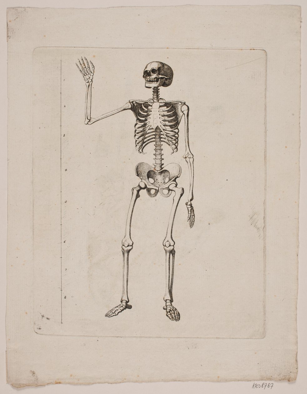 Esqueleto de Gerhard Ludvig Lahde