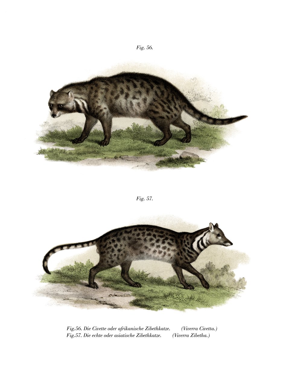 Civeta Africano, 1860 de German School