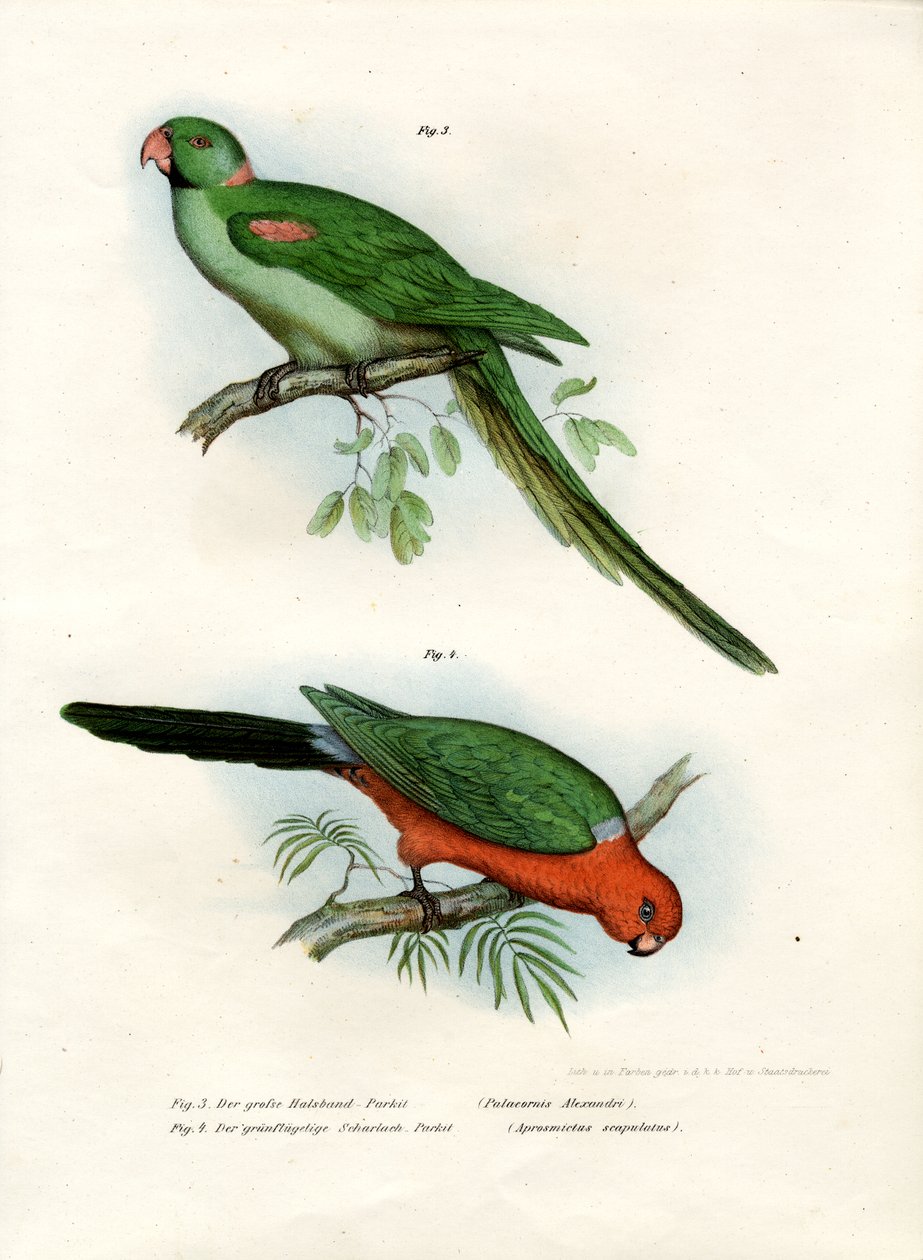 Periquito Alexandrina, 1864 de German School