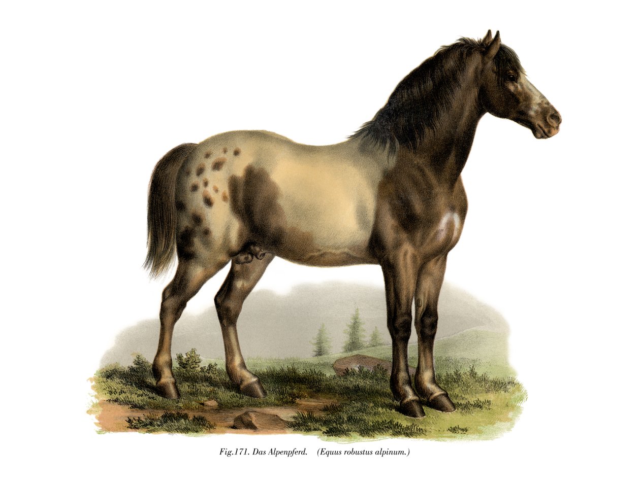 Cavalo alpino, 1860 de German School