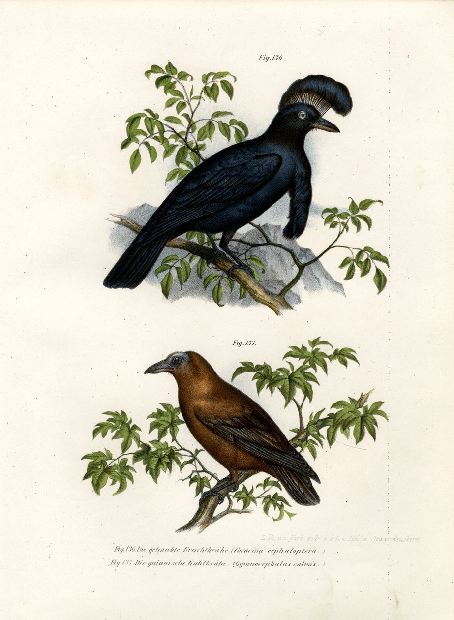 Guarda-chuva Amazônico, 1864 de German School