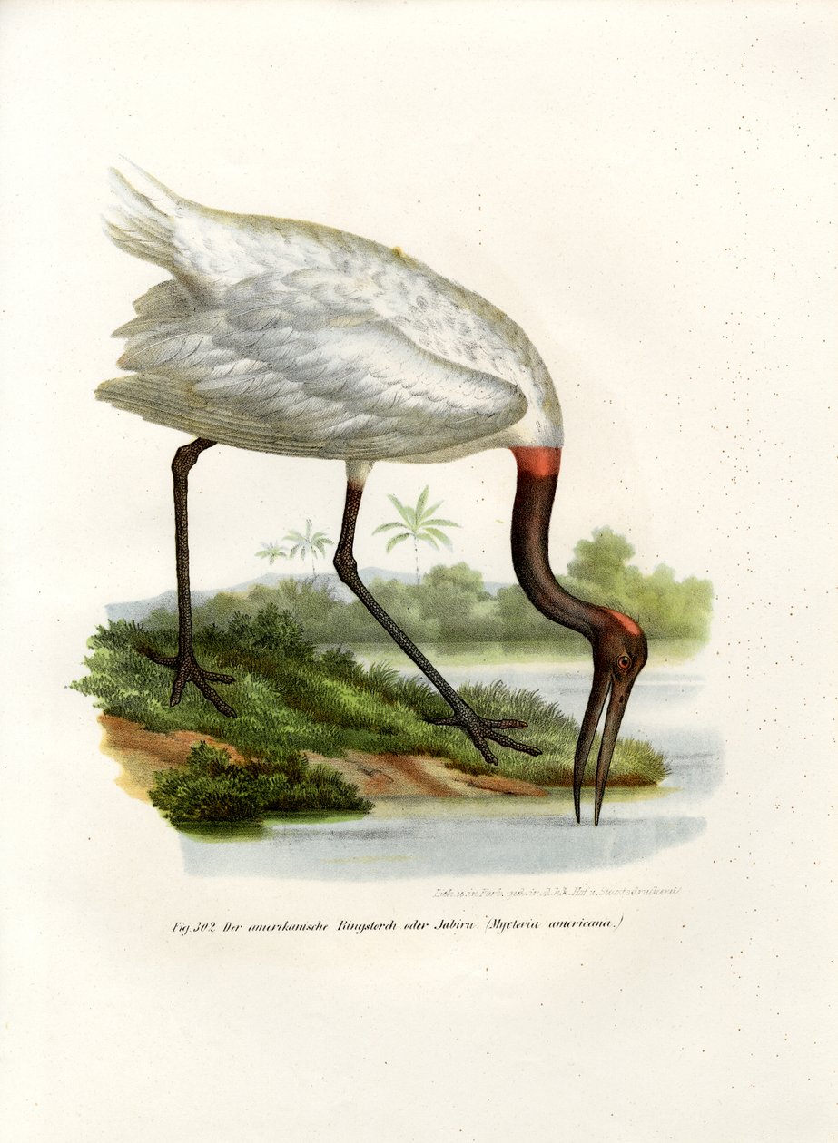 American Wood Ibis, 1864 de German School