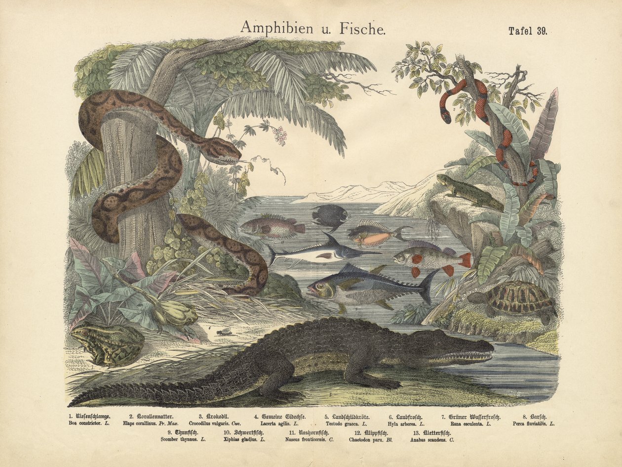 Anfíbios e peixes, c.1860 de German School