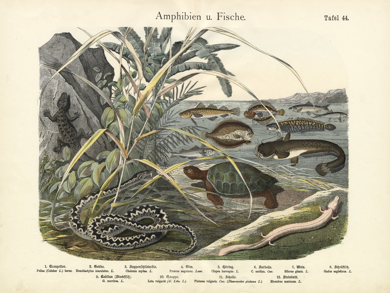 Anfíbios e peixes, c.1860 de German School