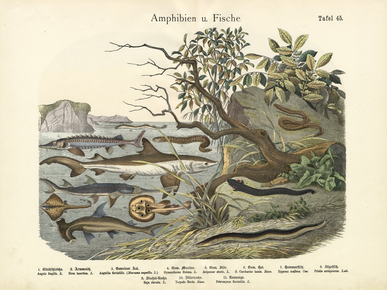 Anfíbios e peixes, c.1860 de German School
