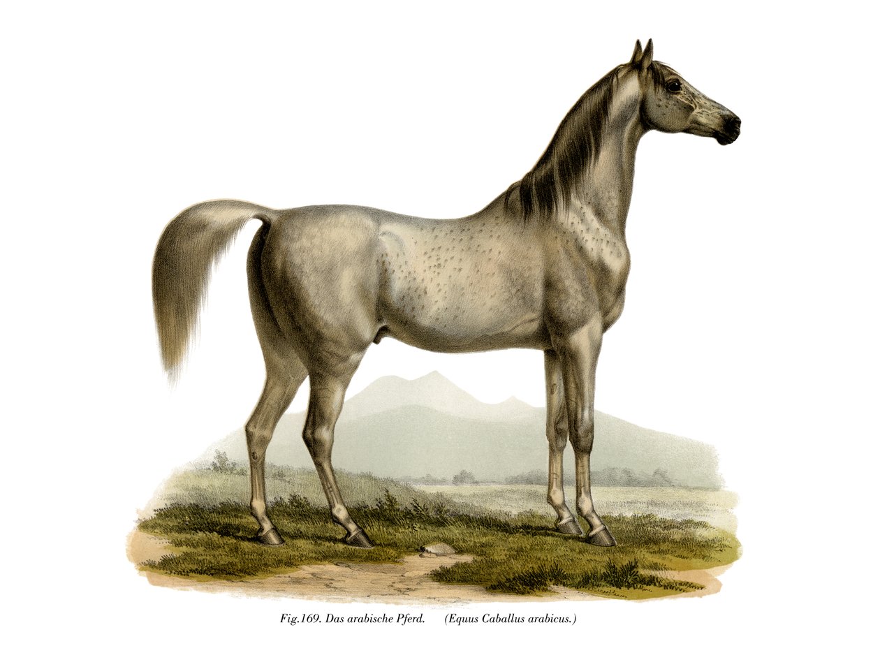 Cavalo Árabe, 1860 de German School