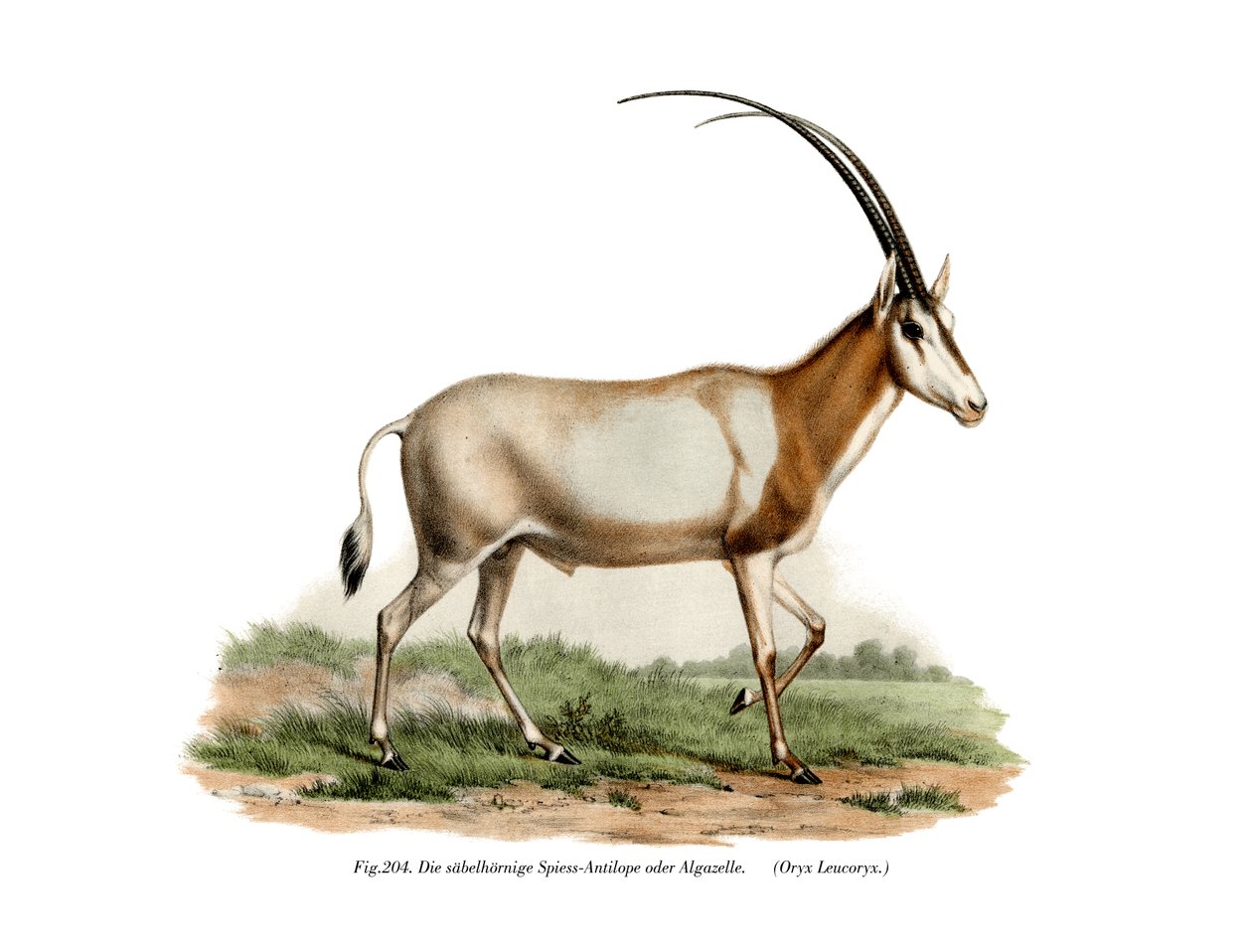 Oryx Árabe, 1860 de German School