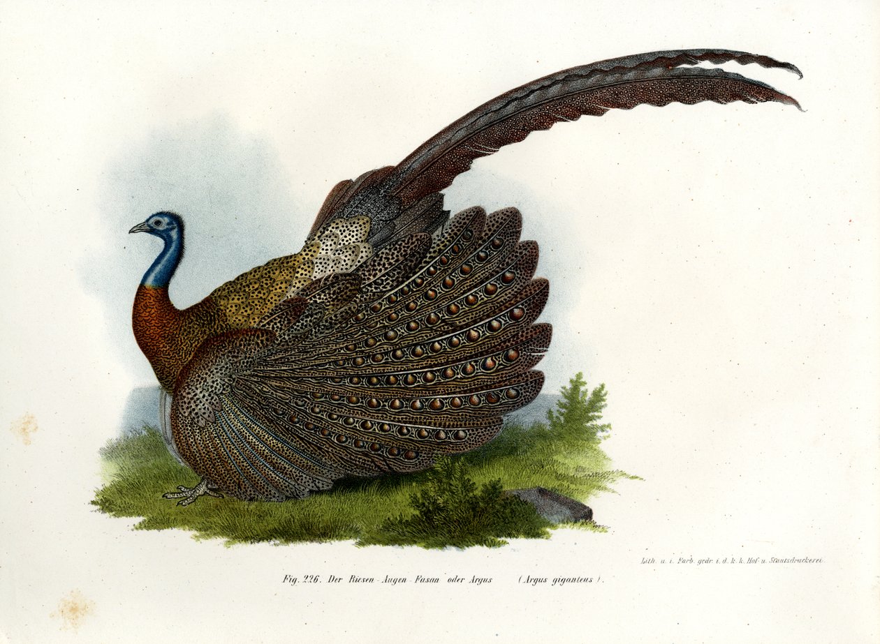 Argus Pheasant, 1864 de German School