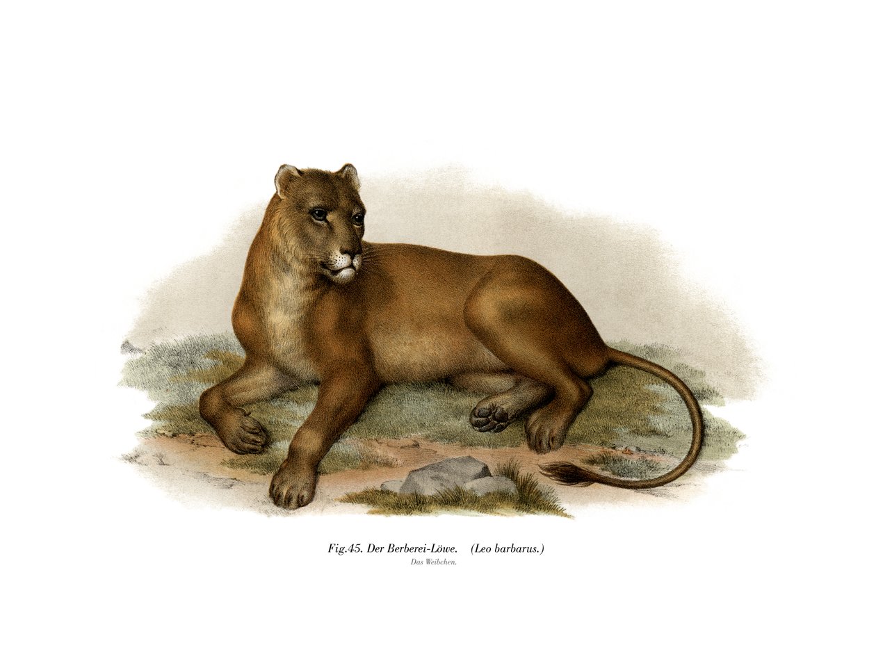 Leão de Barbary, 1860 de German School