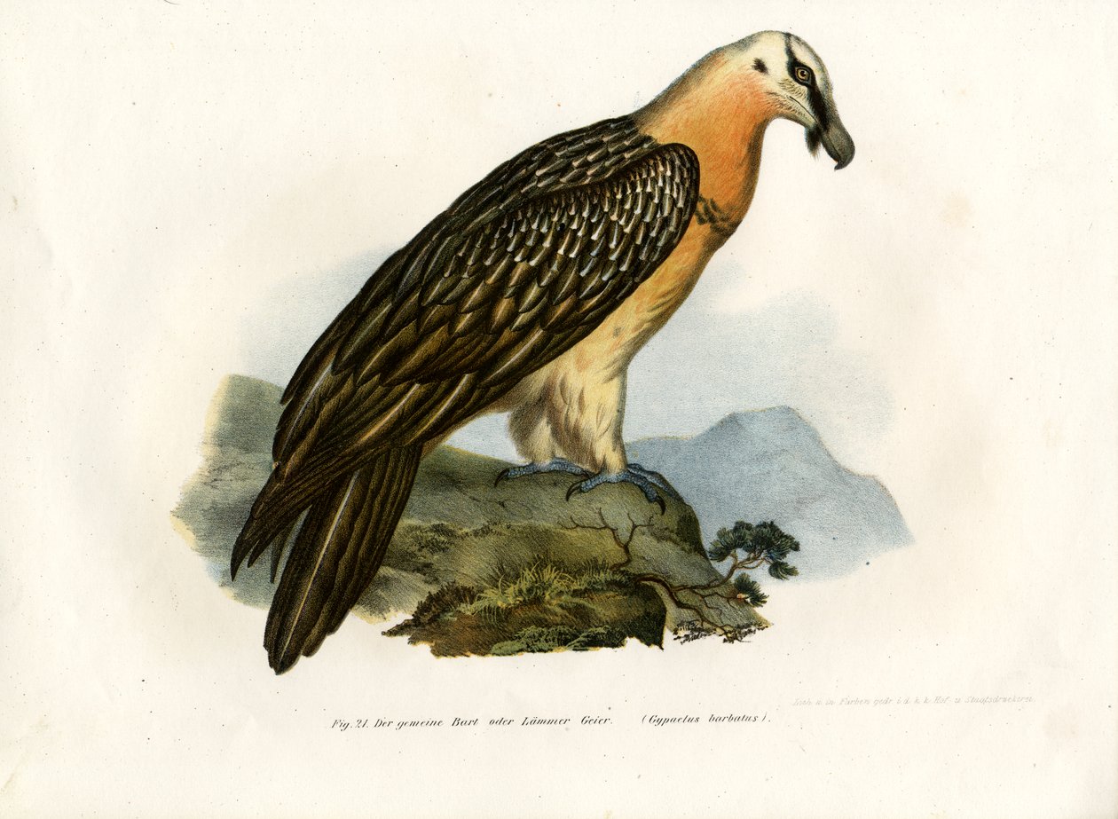 Abutre-barbudo, 1864 de German School