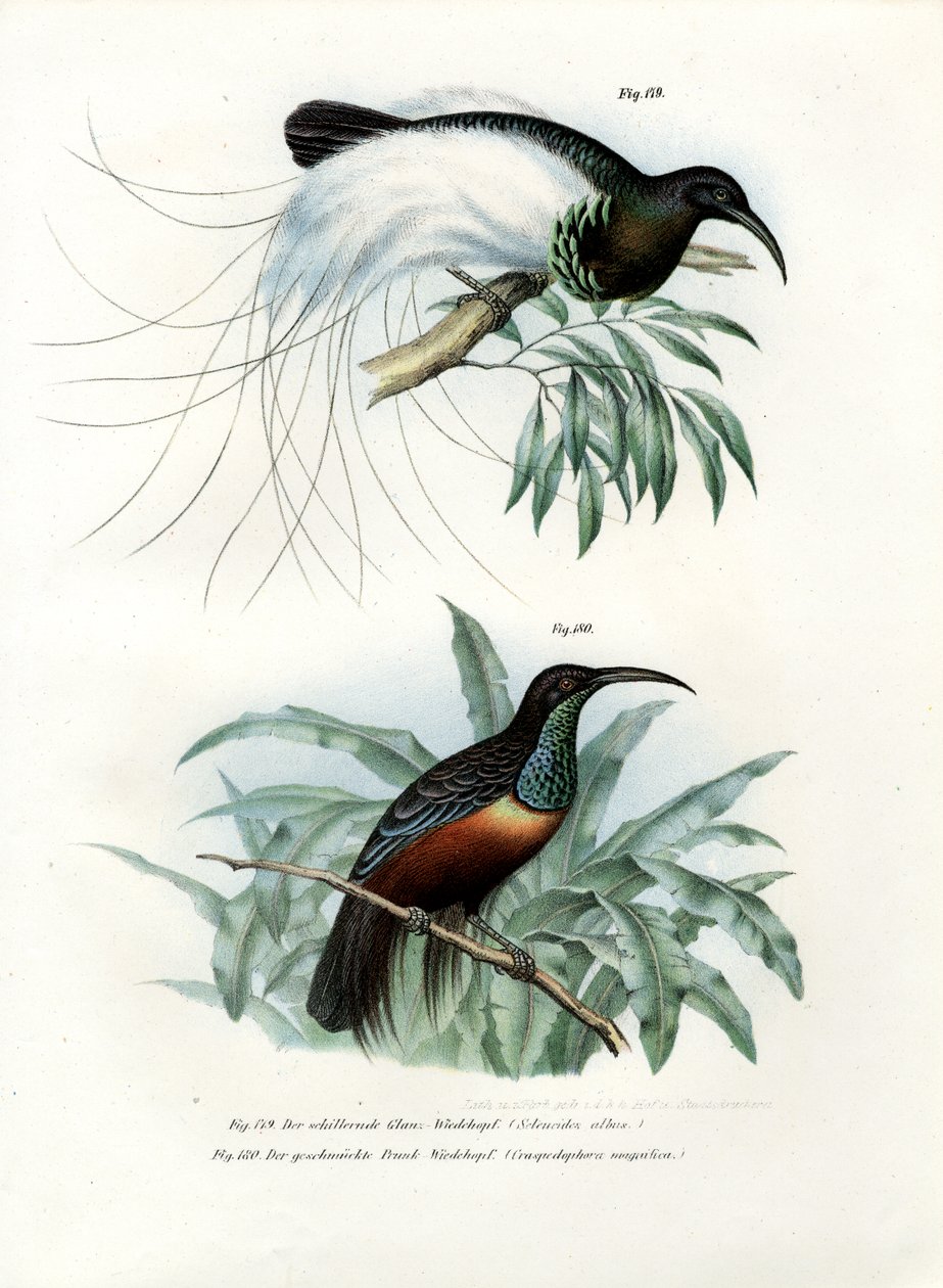 Ave do Paraíso, 1864 de German School