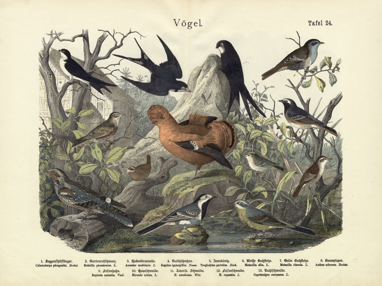 Aves, c.1860 de German School