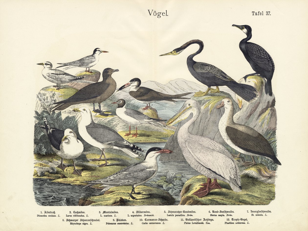 Aves, c.1860 de German School