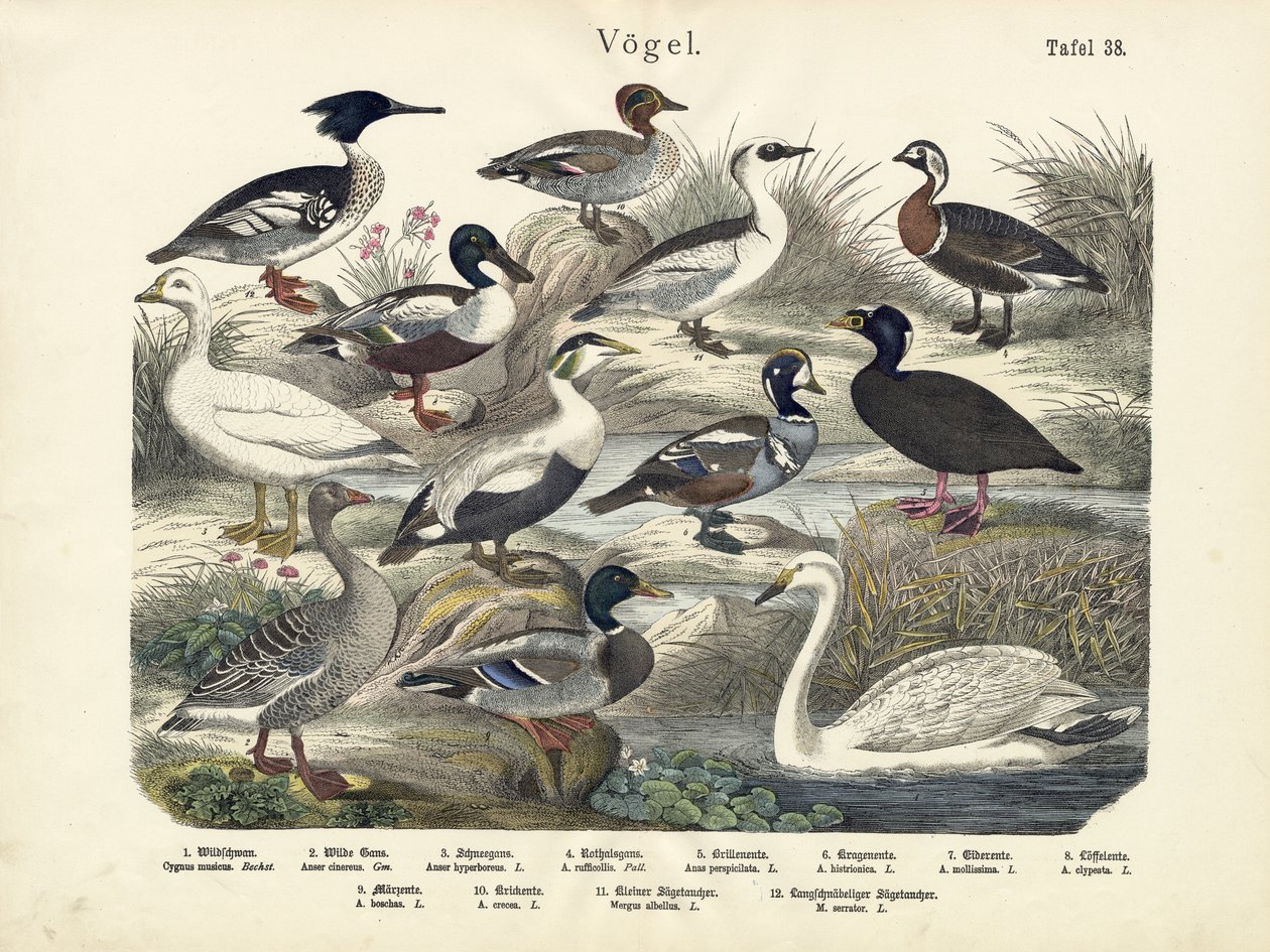 Aves, c.1860 de German School