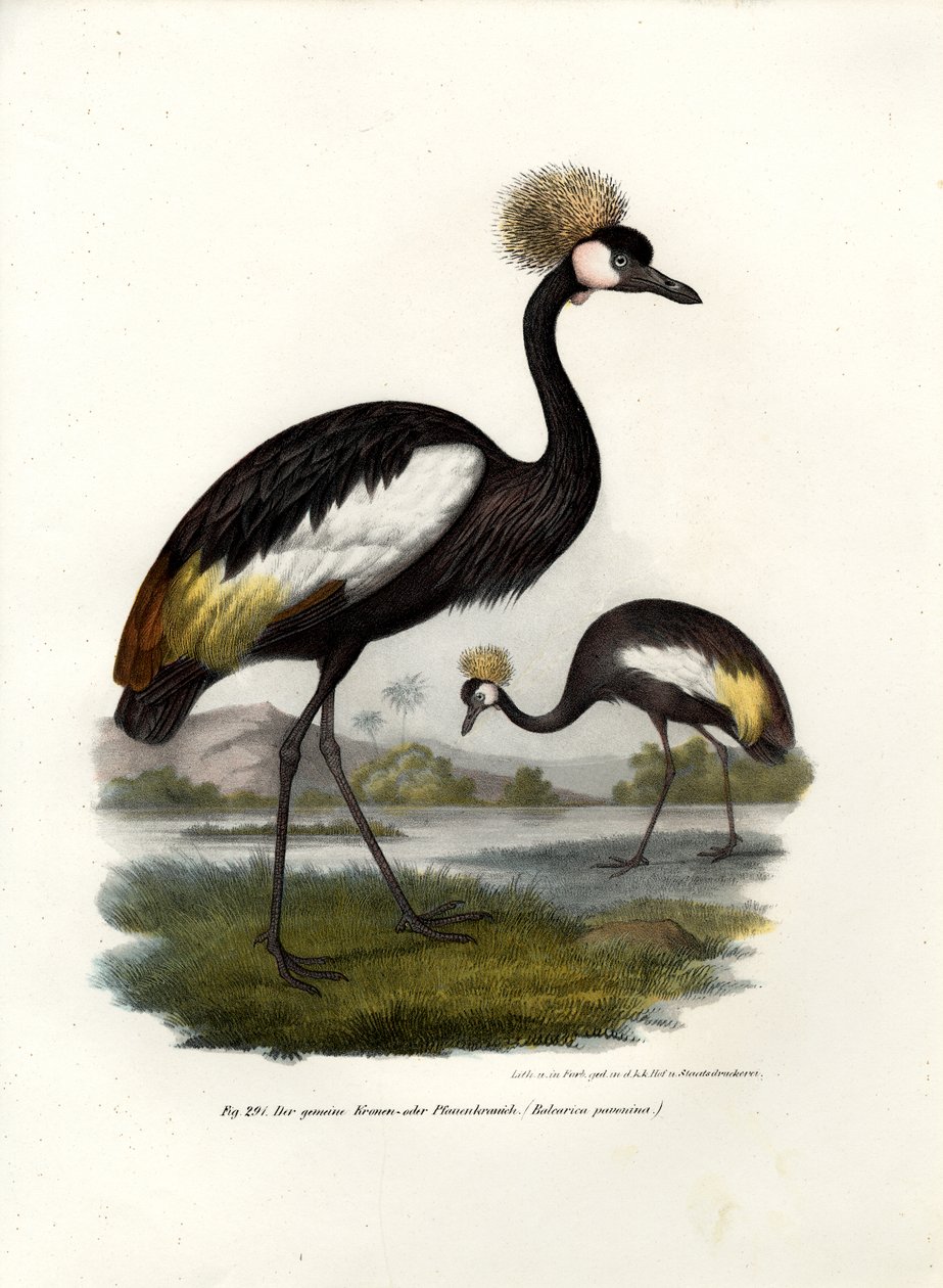 Guindaste coroado preto, 1864 de German School