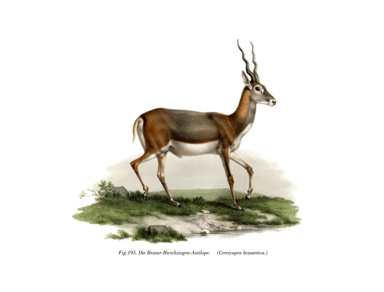 Blackbuck, 1860 de German School
