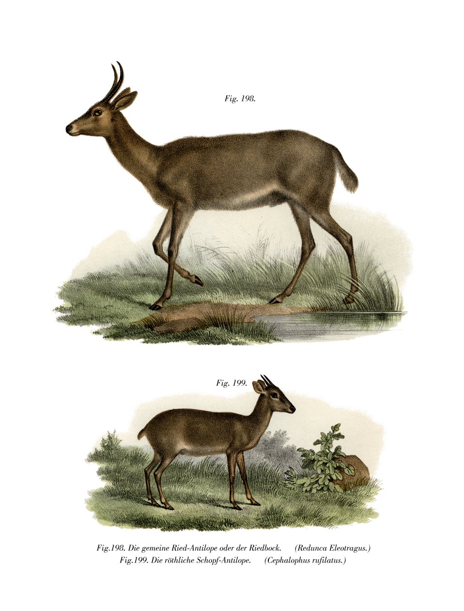 Bohor Reedbuck, 1860 de German School