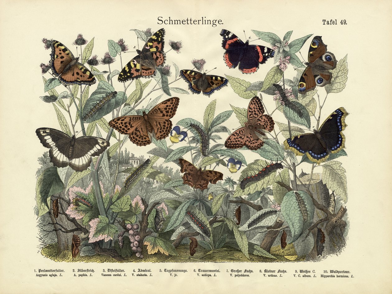 Borboletas, c.1860 de German School
