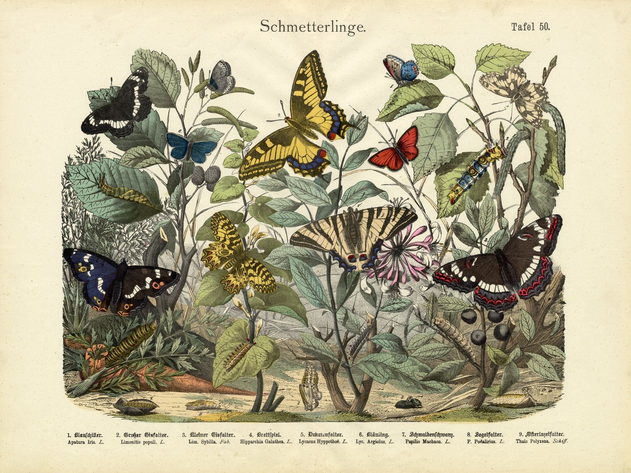 Borboletas, c.1860 de German School