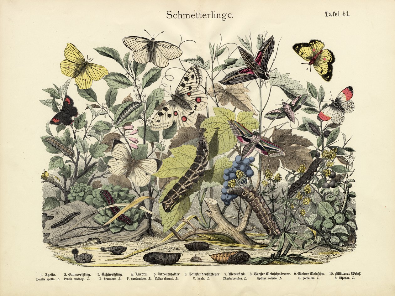 Borboletas, c.1860 de German School