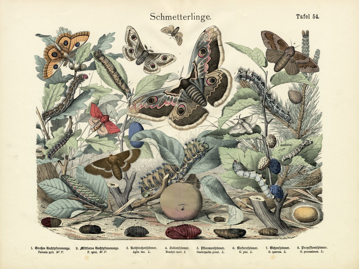 Borboletas, c.1860 de German School
