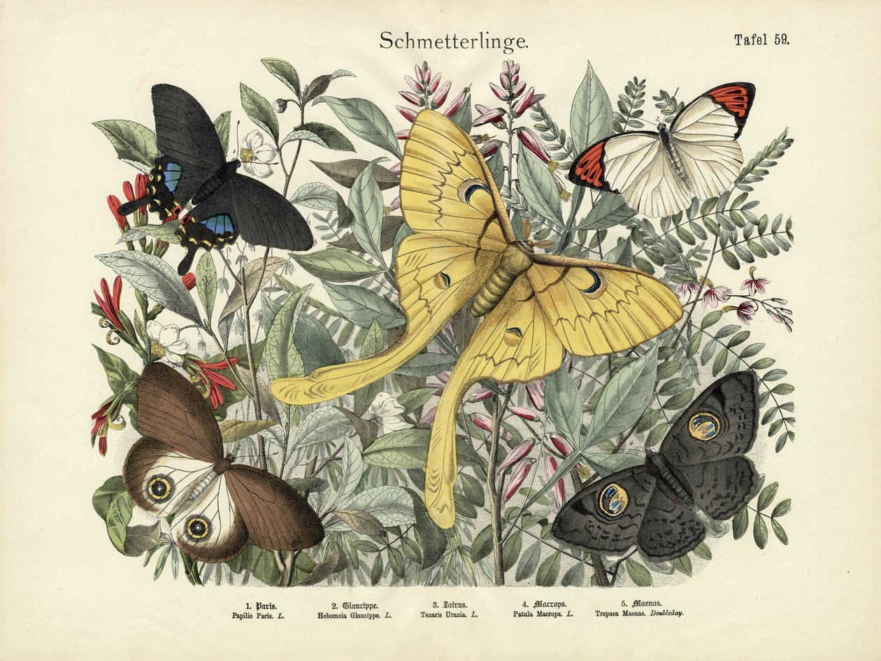 Borboletas, c.1860 de German School
