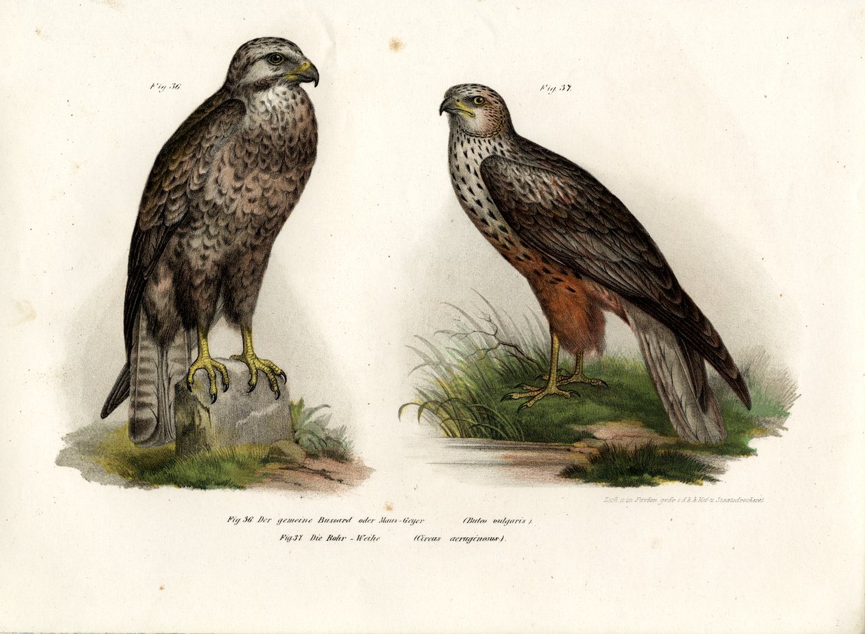 Urubu, 1864 de German School