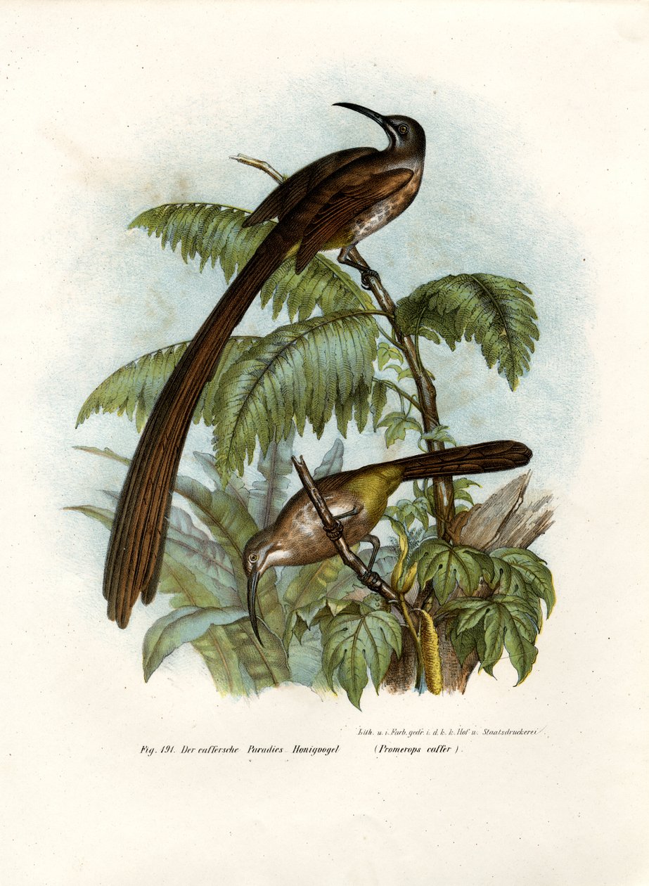 Cape Sugarbird, 1864 de German School