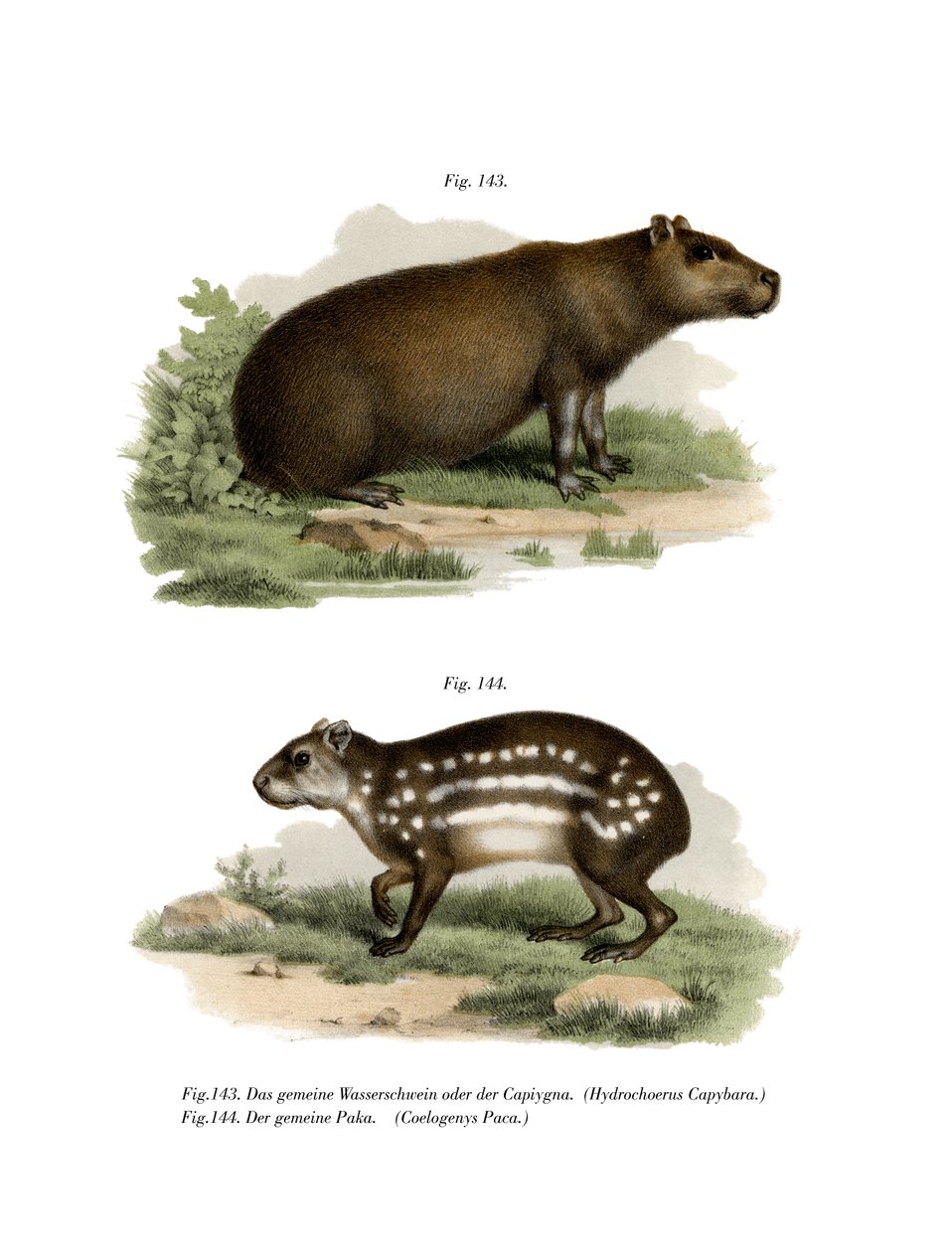 Capivara, 1860 de German School